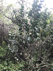 Santalum paniculatum