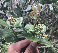 Santalum paniculatum