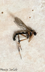 Vermileo