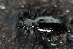 Aegialites debilis