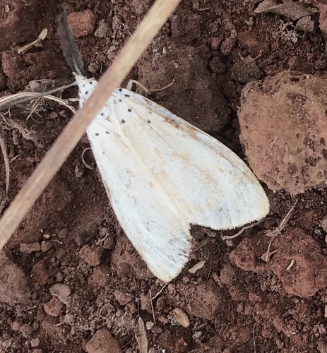 Madagascan fireweed moth