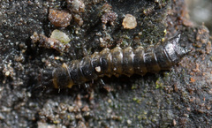 Aegialites debilis