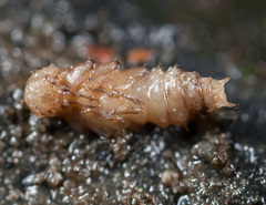 Aegialites debilis