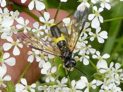 Small Yellow-girdled Tenthredo, 9717 ED Groningen, Netherlands, photo 5 of 10