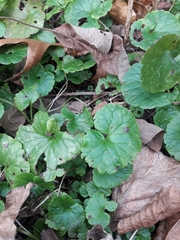 Glechoma hederacea