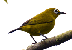 Zosterops melanurus melanurus