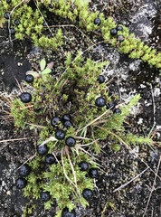 Coprosma ernodeoides