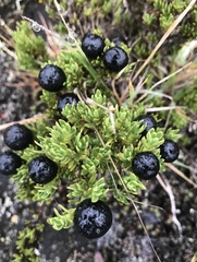 Coprosma ernodeoides