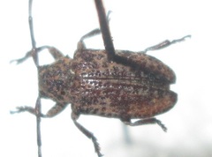 Dichostates lignarius