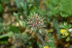 Trifolium stellatum image