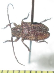Dichostates lignarius