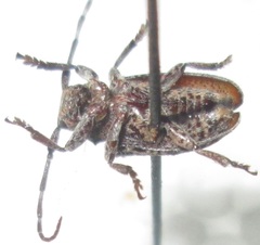 Dichostates lignarius