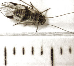 Clematostigma maculiceps