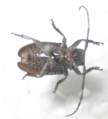 Dichostates lignarius