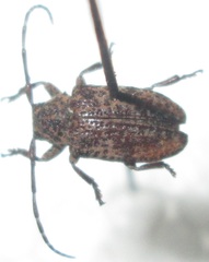 Dichostates lignarius