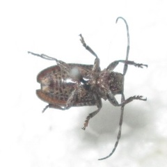 Dichostates lignarius