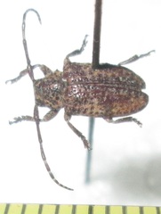 Dichostates lignarius