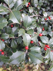 Ilex opaca