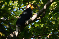 Rhyticeros undulatus