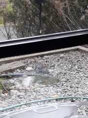 Sciurus carolinensis