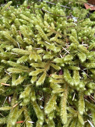 Rhytidiopsis