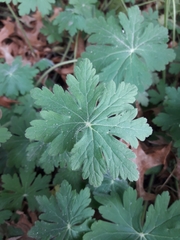 Geranium maculatum