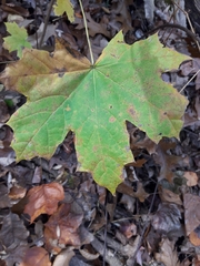 Acer platanoides