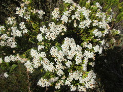 Pimelea buxifolia