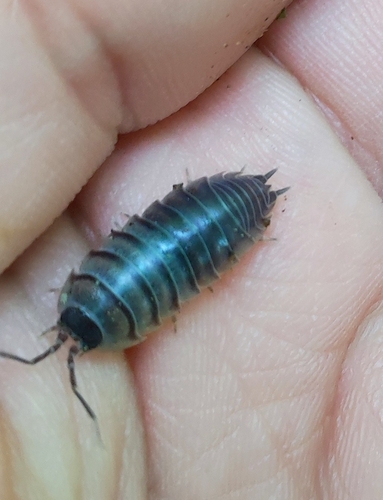 Cylisticus silvestris