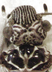 Clematostigma maculiceps