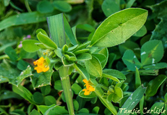 Anthyllis circinnata