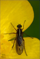 Tetrachaetus bipunctatus