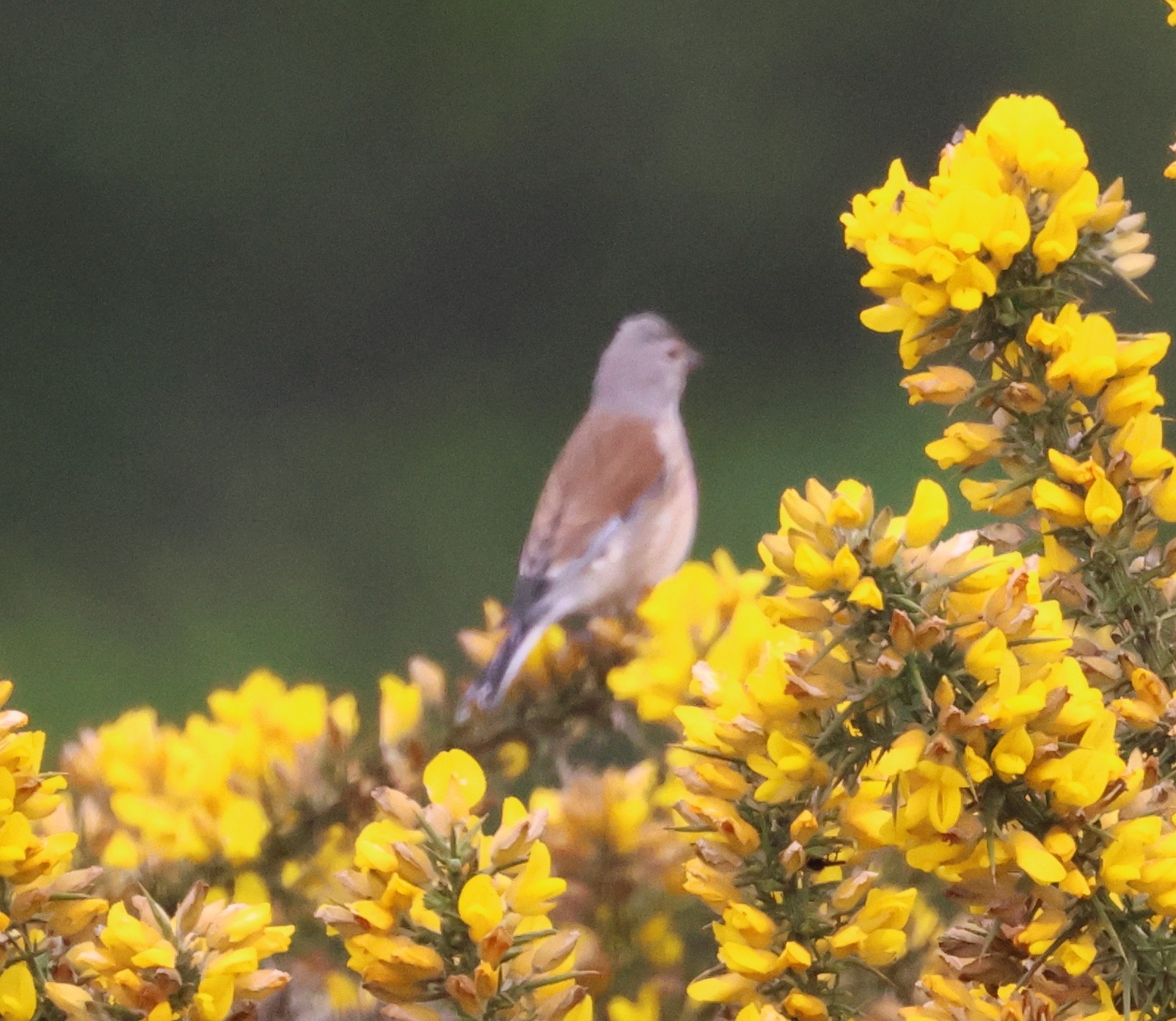 Common Linnet