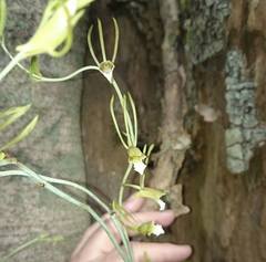 Eulophia longisepala
