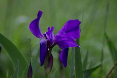 Iris glaucescens