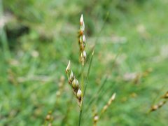 Juncus imbricatus chamissonis