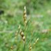 Juncus imbricatus - Photo (c) Jacqui Geux, some rights reserved (CC BY), uploaded by Jacqui Geux