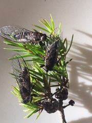 Myopsalta mackinlayi