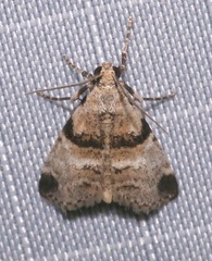 Tallula watsoni