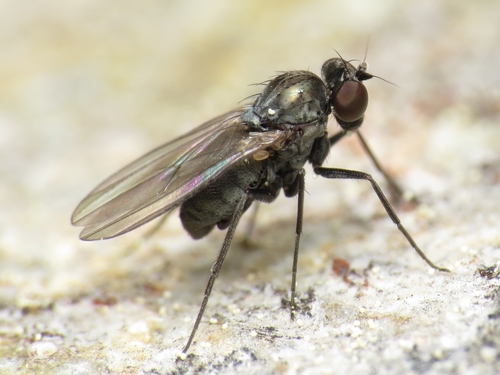 Medetera tristis