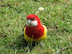 Platycercus eximius eximius