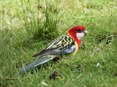 Platycercus eximius eximius