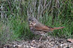 Passerella iliaca schistacea