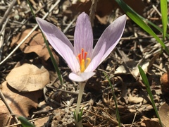 Crocus pallasii