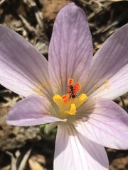 Crocus pallasii