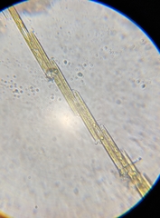 Bacillaria paxillifera