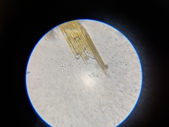 Bacillaria paxillifera