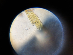 Bacillaria paxillifera