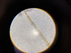 Bacillaria paxillifera