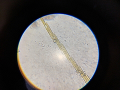 Bacillaria paxillifera